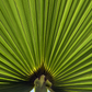 Windmill Palm (Trachycarpus fortunei)