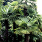 Windmill Palm (Trachycarpus fortunei)