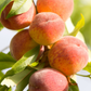 Peach 'Tropic Beauty' (Prunus persica)