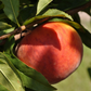 Peach 'UF Sun' (Prunus persica)