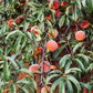 Peach 'UF Sun' (Prunus persica)