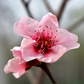 Peach 'UF Sun' (Prunus persica)