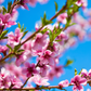 Peach 'UF One' (Prunus persica)