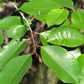 Caimitito, Satin Leaf (Chrysophyllum oliviforme)
