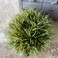 Ashoka Grass Half Sphere