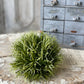 Ashoka Grass Half Sphere