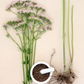 Valerian Root (Valeriana officinalis)