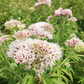Valerian Root (Valeriana officinalis)