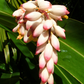 Variegated Shell Ginger (Alpinia zerumbet)