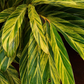 Variegated Shell Ginger (Alpinia zerumbet)
