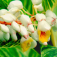 Variegated Shell Ginger (Alpinia zerumbet)