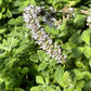 Vicks Plant (Plectranthus tomentosa)
