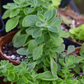 Vicks Plant (Plectranthus tomentosa)