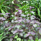 Vietnamese Perilla, Lá Tía Tô (Perilla frutescens)