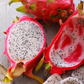 Dragon Fruit, White 'Vietnamese Jaina' (Hylocereus undatus)