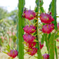 Dragon Fruit, White 'Vietnamese Jaina' (Hylocereus undatus)