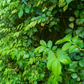 Wampee (Clausena lansium)