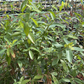 Blueberry 'Pink Lemonade' (Vaccinium corymbosum 'Pink Lemonade')