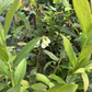 Blueberry 'Pink Lemonade' (Vaccinium corymbosum 'Pink Lemonade')
