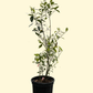 Blueberry 'Pink Lemonade' (Vaccinium corymbosum 'Pink Lemonade')