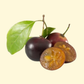 Governor’s Plum (Flacourtia rukam)