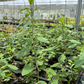 Red Goji Berry (Lycium barbarum)