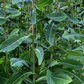 Wild Lettuce (Lactuca virosa)
