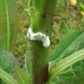 Wild Lettuce (Lactuca virosa)