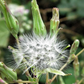 Wild Lettuce (Lactuca virosa)