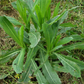 Wild Lettuce (Lactuca virosa)