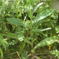 Wild Lettuce (Lactuca virosa)