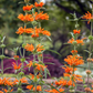 Wild Dagga (Leonotis leonurus)