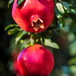 Pomegranate 'Wonderful' (Punica granatum)