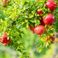 Pomegranate 'Wonderful' (Punica granatum)