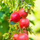Pomegranate 'Wonderful' (Punica granatum)