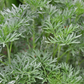 Wormwood (Artemisia absinthium)
