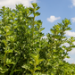 Wormwood (Artemisia absinthium)