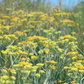 Wormwood (Artemisia absinthium)