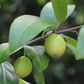 Ximenia Americana