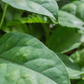 Yanang, Grass Jelly Vine (Tiliacora triandra)