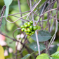 Yanang, Grass Jelly Vine (Tiliacora triandra)