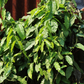 Yanang, Grass Jelly Vine (Tiliacora triandra)