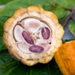Cacao, Yellow (Theobroma cacao)