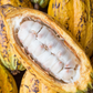 Cacao, Yellow (Theobroma cacao)