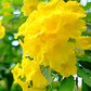 Hojas de Tronadora, Yellow Elder (Tecoma stans)