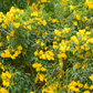Hojas de Tronadora, Yellow Elder (Tecoma stans)