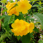 Hojas de Tronadora, Yellow Elder (Tecoma stans)