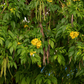 Hojas de Tronadora, Yellow Elder (Tecoma stans)