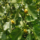 Fig 'Yellow Long Neck' (Ficus carica)