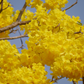 Yellow Tabebuia (Tabebuia spp.)